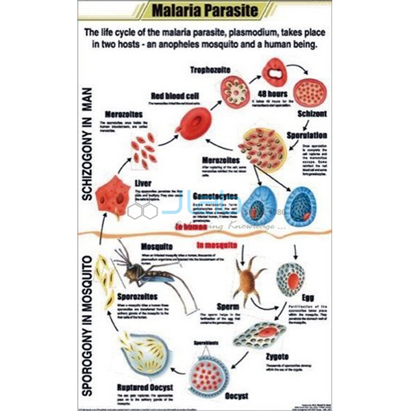 Malaria Parasite Chart