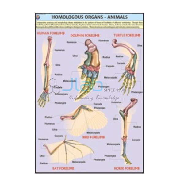 Homologous Organs