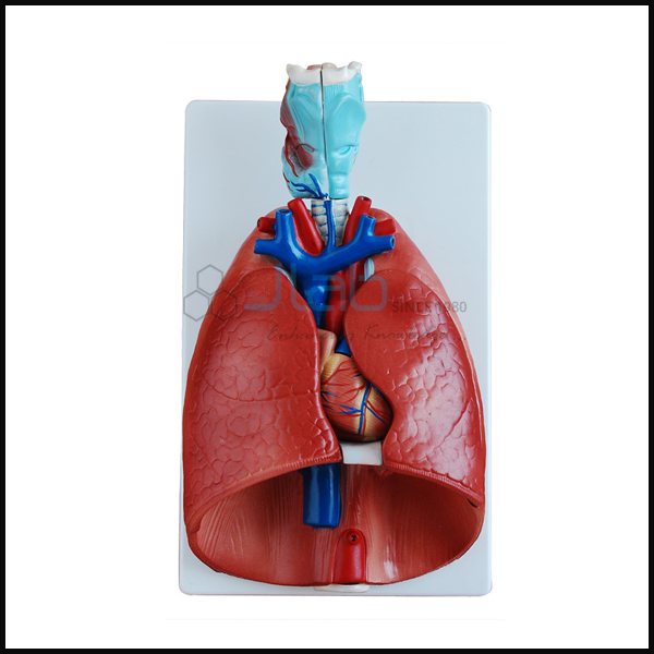 Lungs with Heart Models