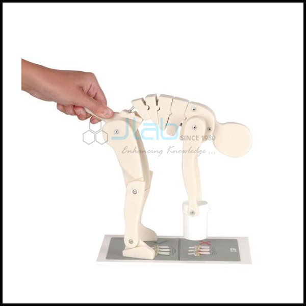 Lifting Demonstration Model
