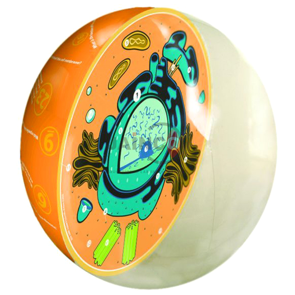 Inflatable Animal Cell Model