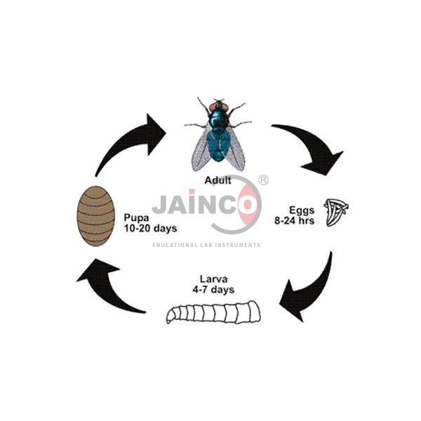 Housefly Life Cycle Model