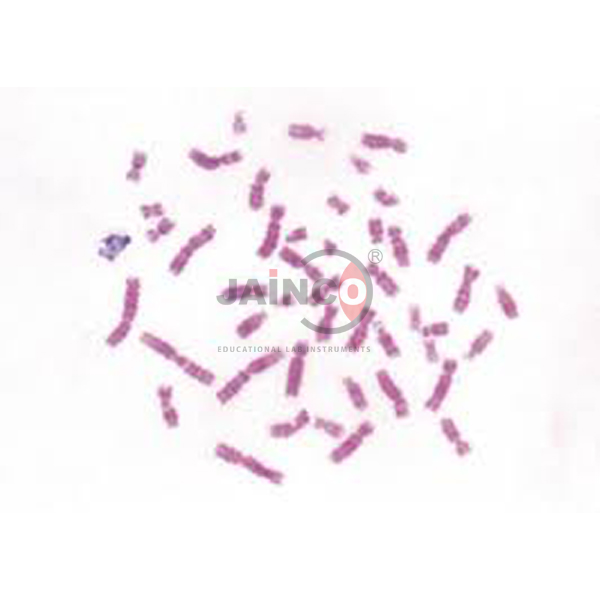 Modular Bacteria Prepared Slide