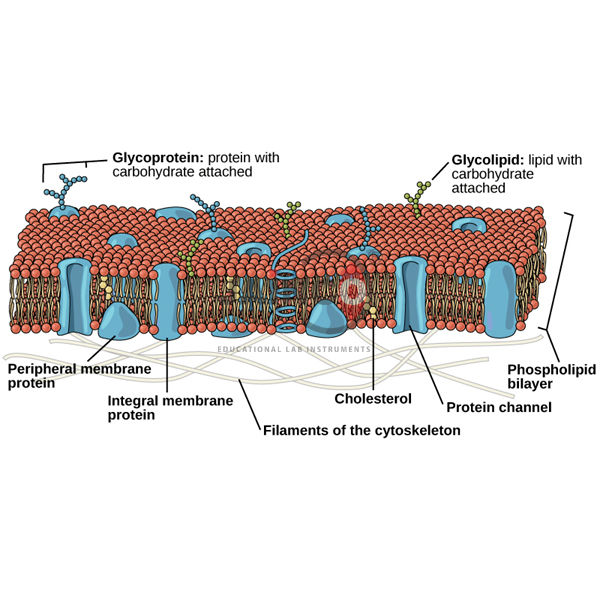 Lipid Bi-Layer Bilayer Membrane Model