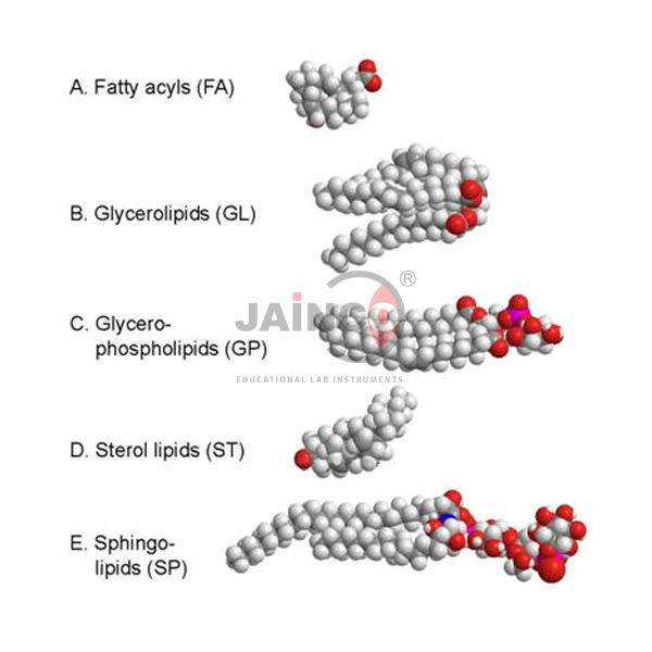 Functions of Lipids Model