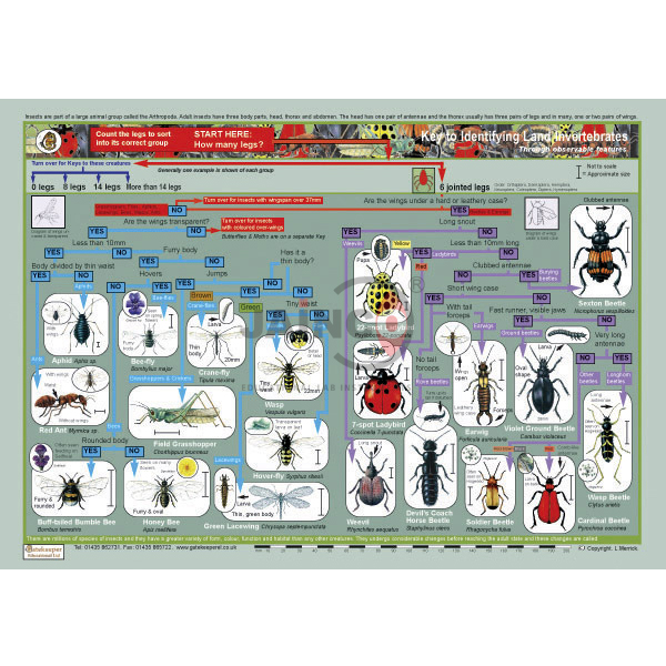Key to Identifying Land Invertebrates