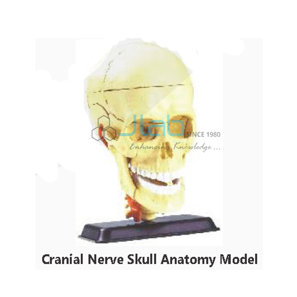 Cranial Nerve Skull