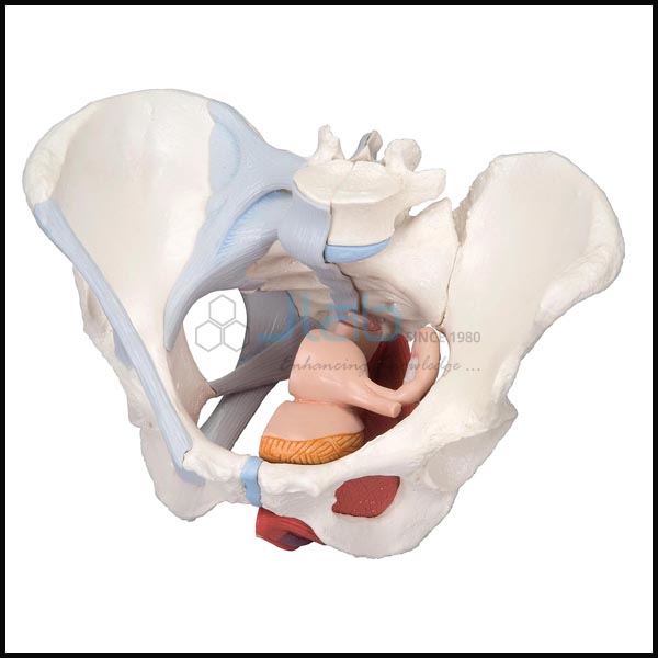 Female Pelvic Muscles And Organs