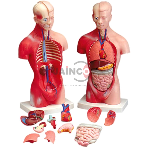 Human Torso 150 Cm Long Model