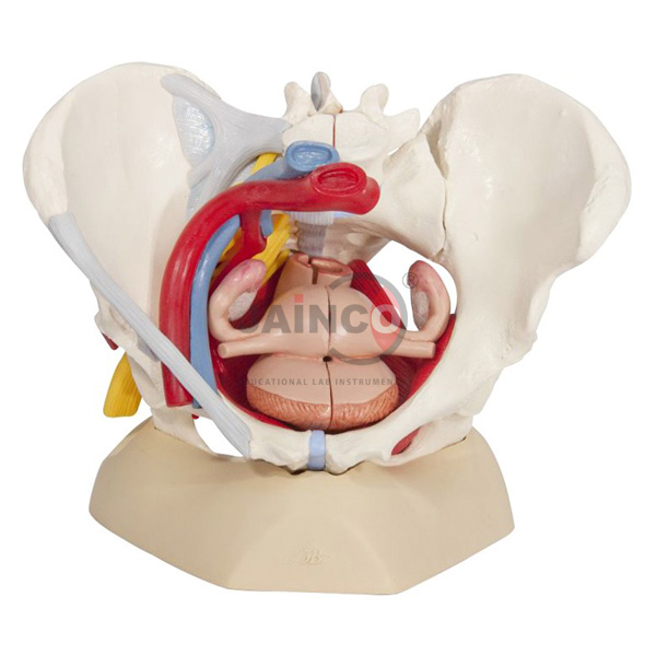 Human Pelvis Female Model