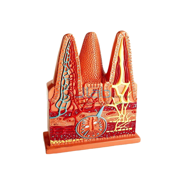 Intestinal Villus Model