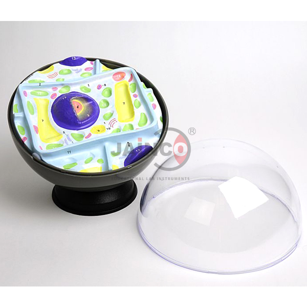 Plant Cell Model