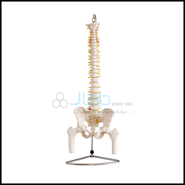 Vertebral Column with Pelvis And Femur Heads
