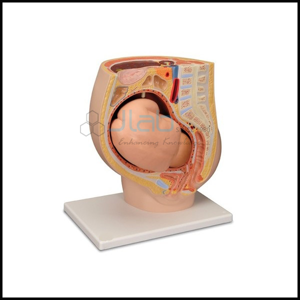Human Female Pregnant Pelvis Section with Fetus