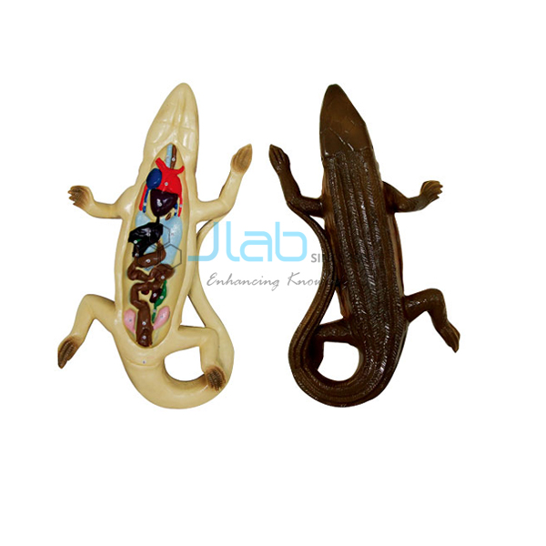 Lizard Dissection Model