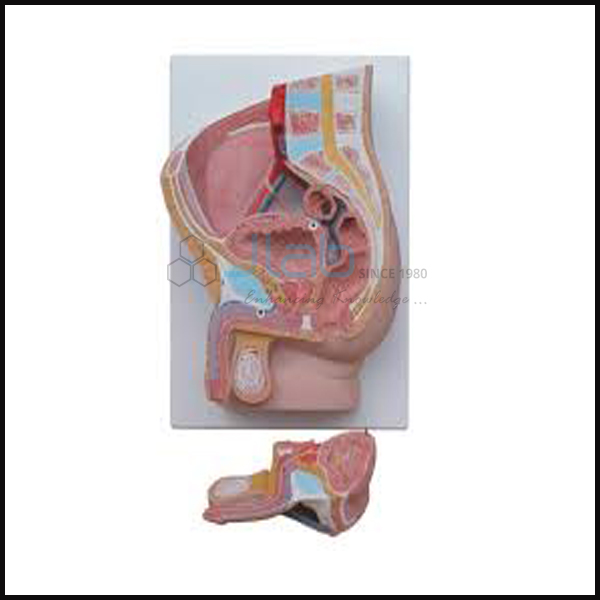 Human Male Pelvis Section