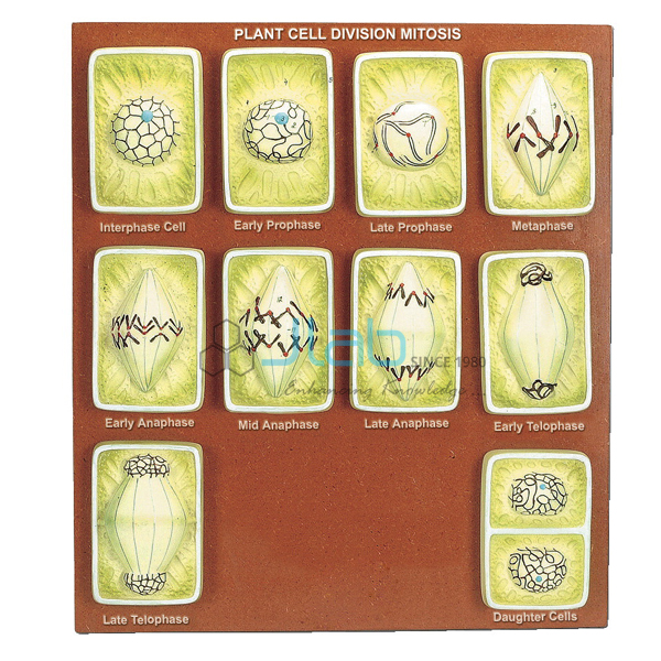 Plant Cell Division, Mitosis