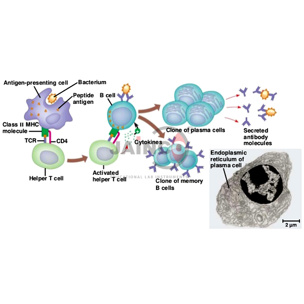 Humoral Immune Response Model
