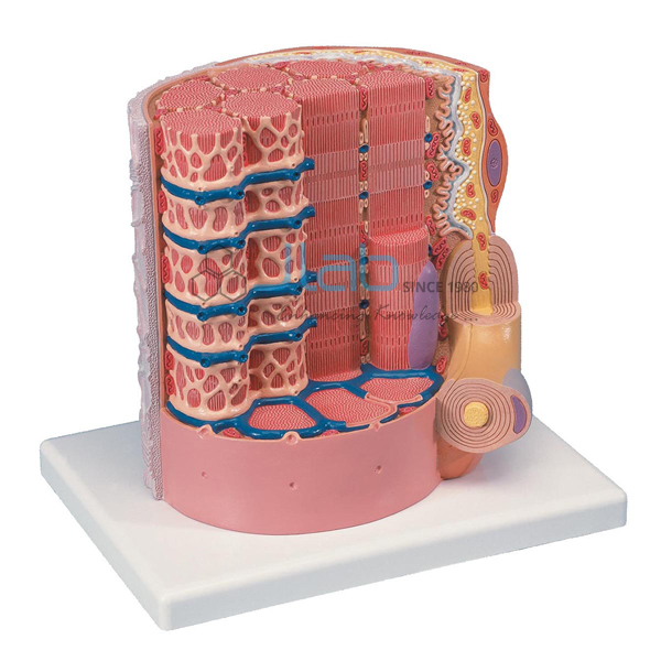 Micro Anatomy, Muscle Fiber