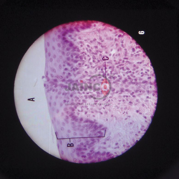 Microslide Animal Tissue Epithelium &amp; Cartilage