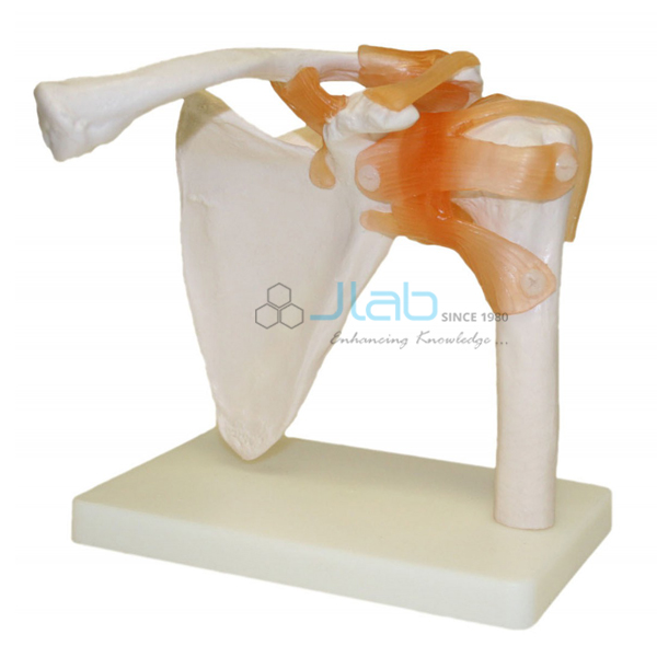 Shoulder Joint Model