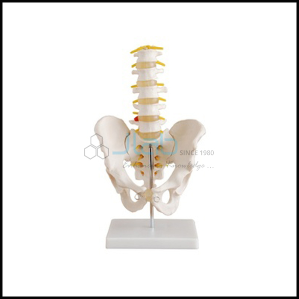 Pelvis with Lumber Vertebrae