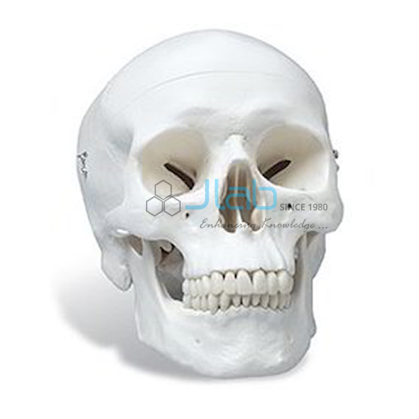 Skulls and Infant Skulls