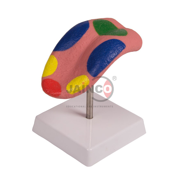 Human Tongue Model