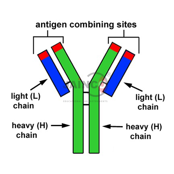 Antibodies Model