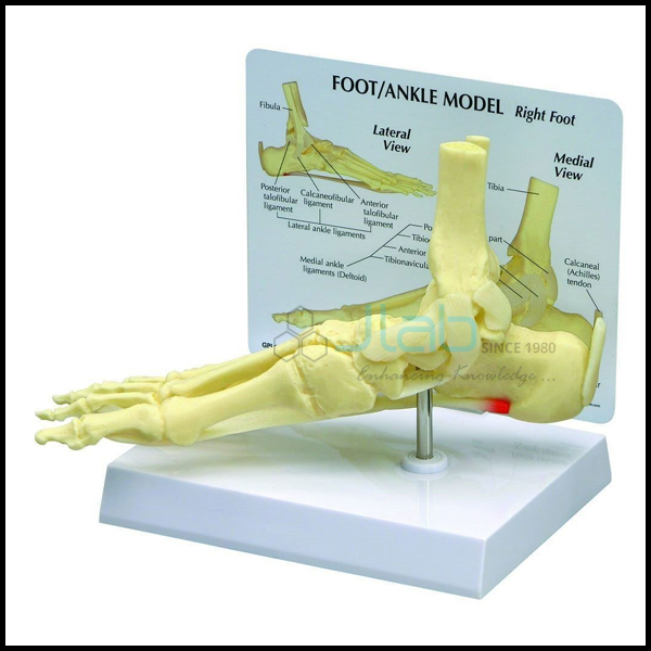 Human Foot Model