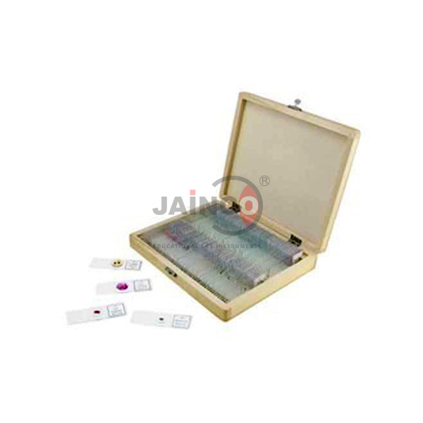 Mitosis and Meiosis Set, Microscope Slides