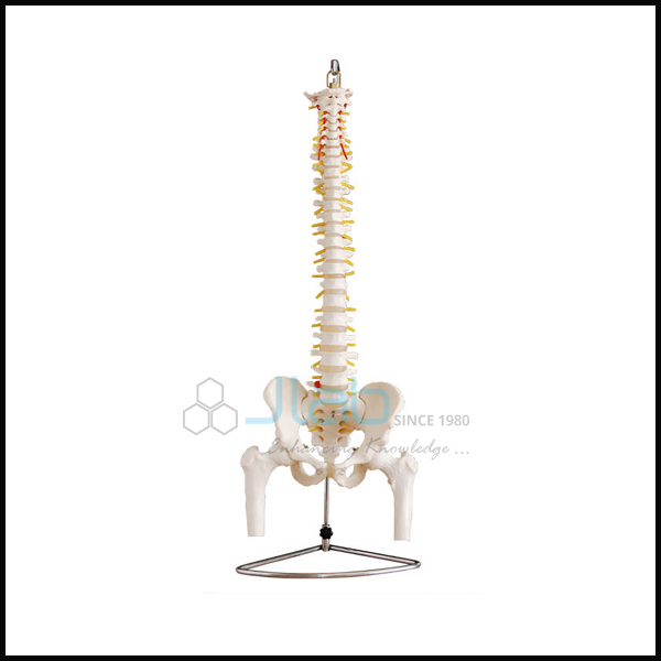 Human Vertebral Column