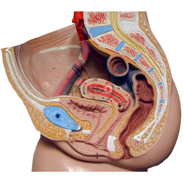 Human Reproductive System Female Model