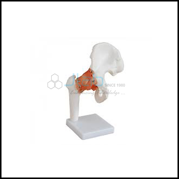 Hip Joint Life Size