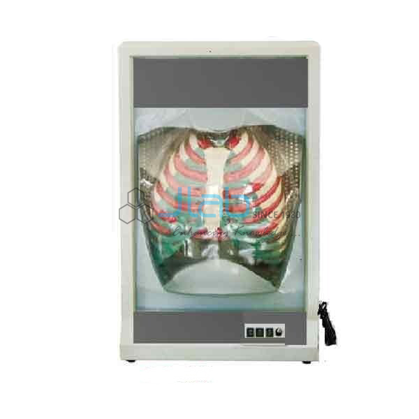 Human Respiration Model