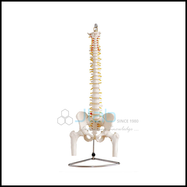 Human Mini Spine Model