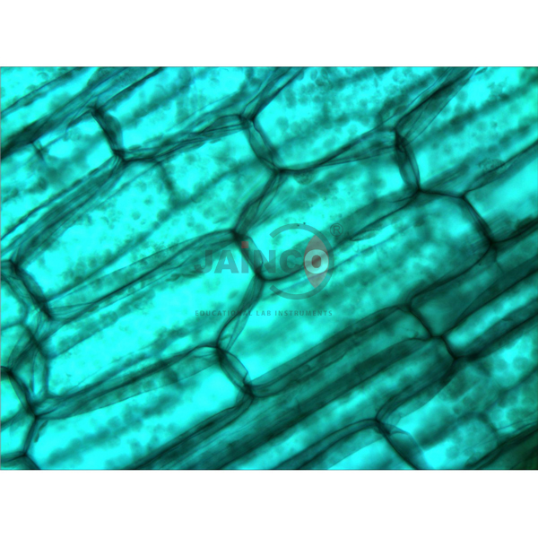 Water Life Prepared Slide