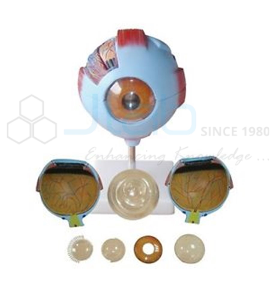 Eye Model