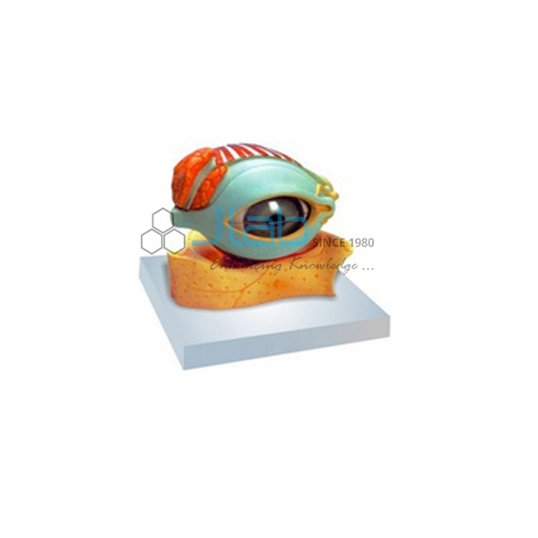 Human Eye with Lid