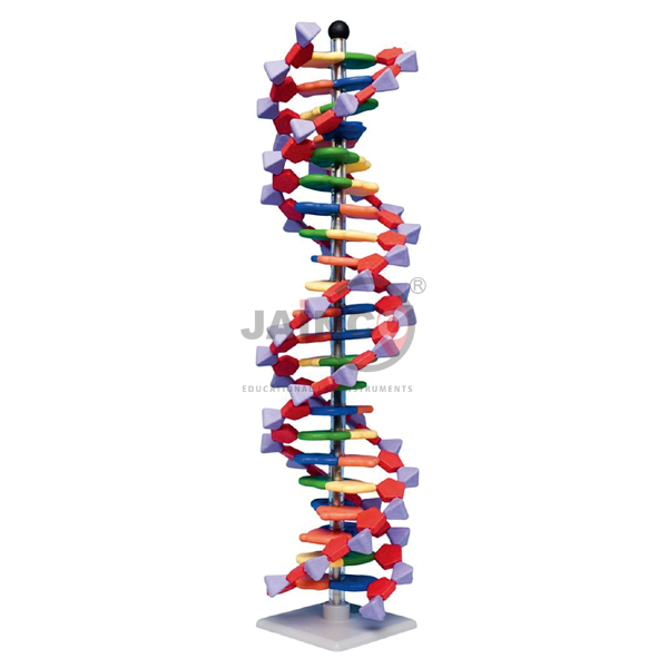 Mini DNA 22 layer base pair Molecular Model
