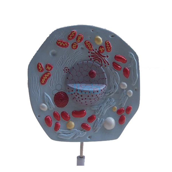 Animal Cell Model