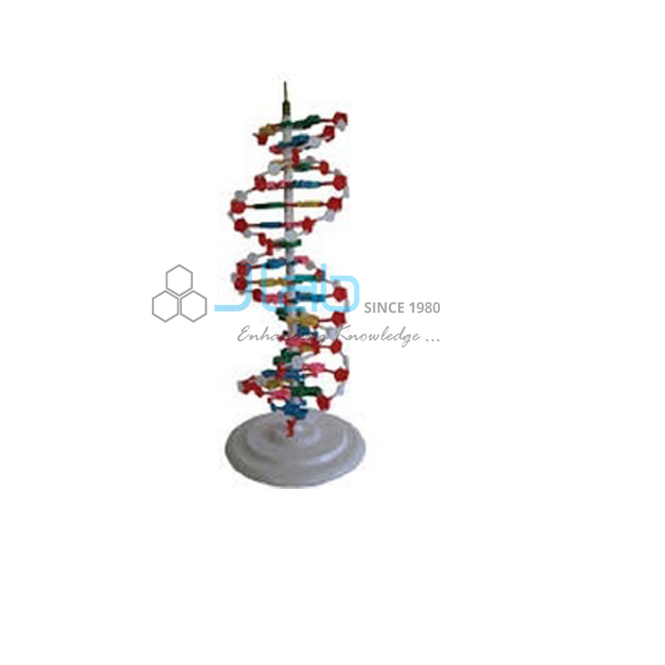 DNA Activity Model