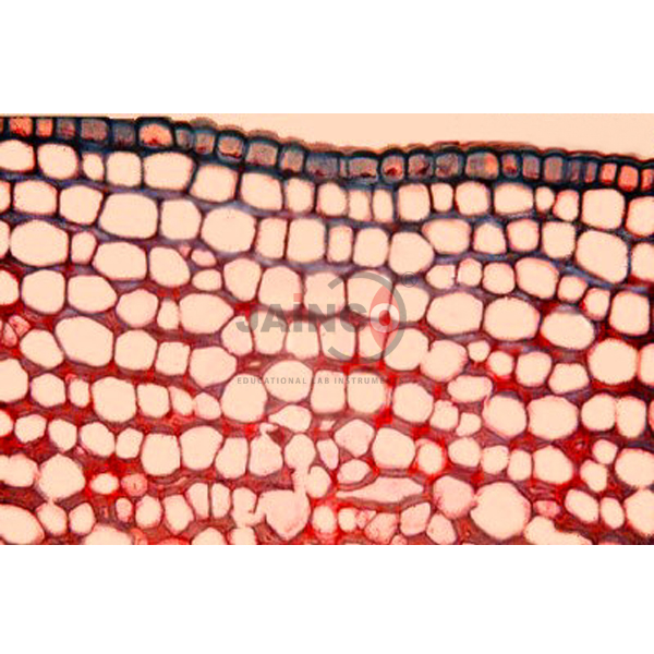 Tissue Chlorenchyma Prepared Slide