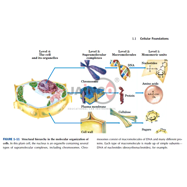 Function of Carbohydrates, Lipids and Amino Acids Model