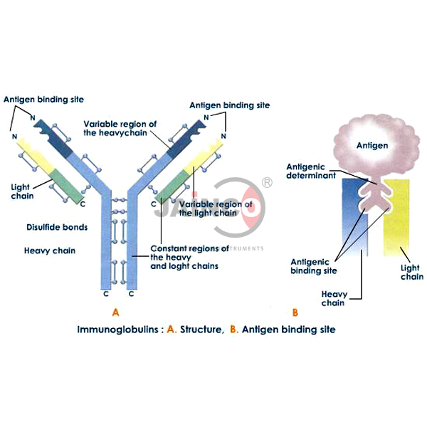 Immunoglobulin Structure and Functions Model