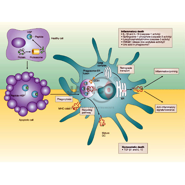 Antibody Antigen Complex Model