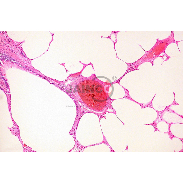 Histology Capillary Prepared Slide