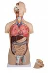 Human Torso Model