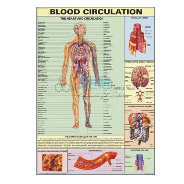 Nervous System Chart