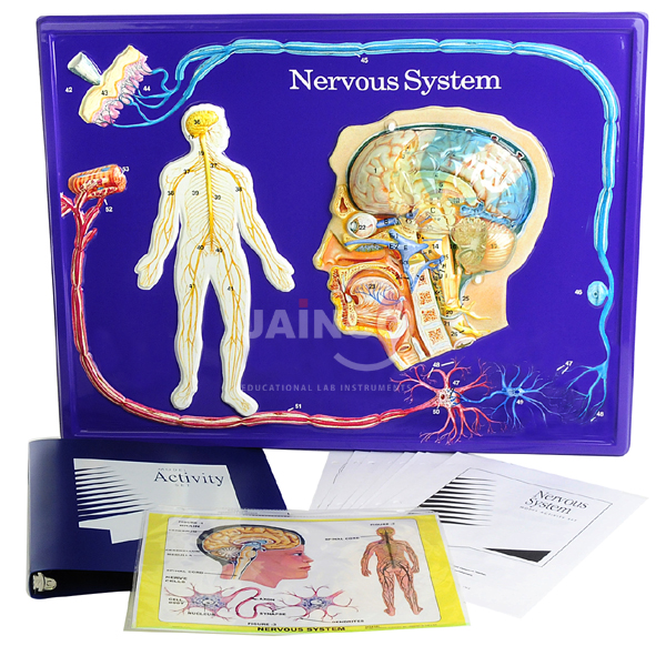 Nervous System Model